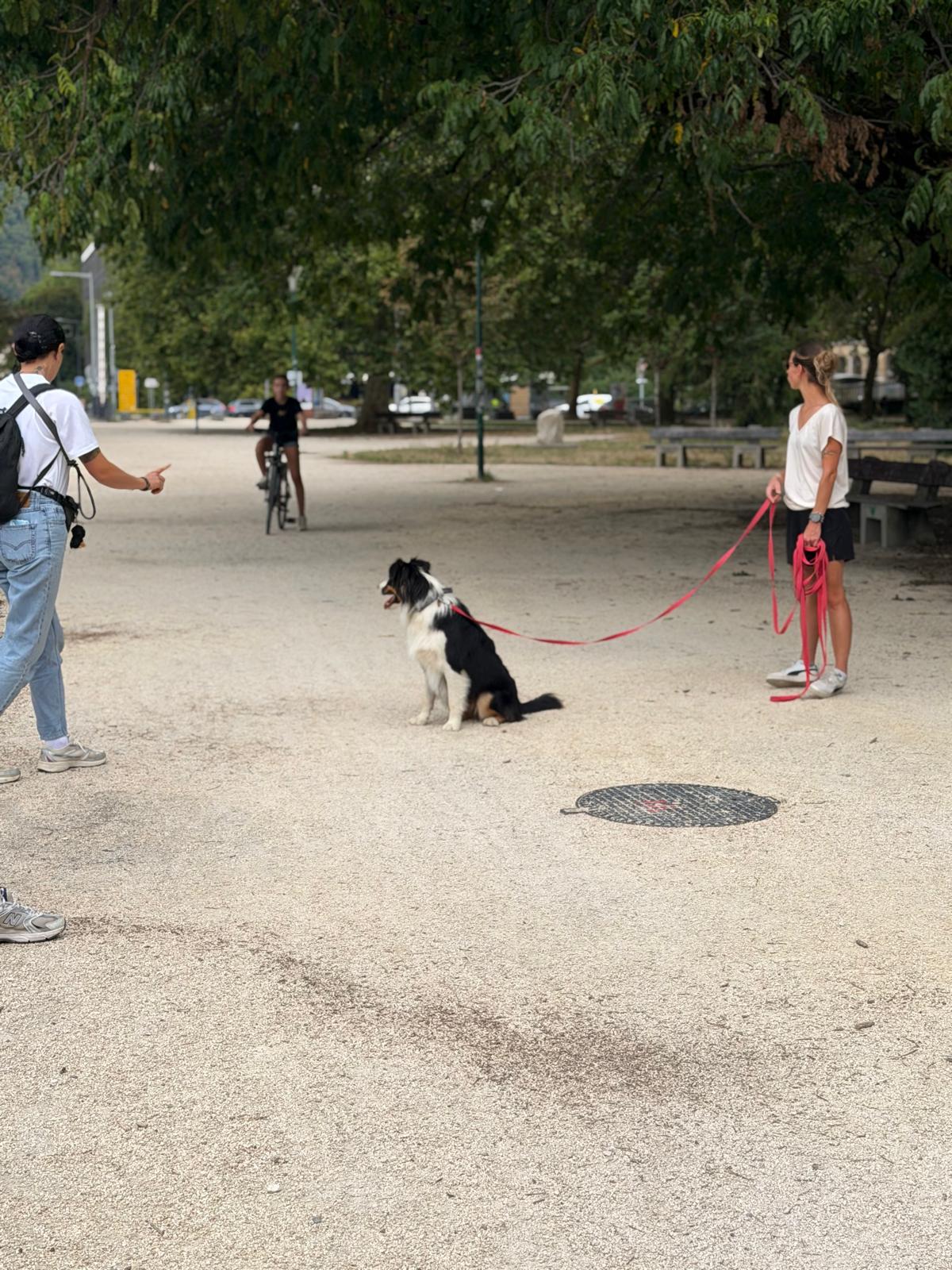 Séance d'éducation en extérieur : un chien assis calmement au passage d'un vélo Séance d'éducation en extérieur : un chien assis calmement au passage d'un vélo